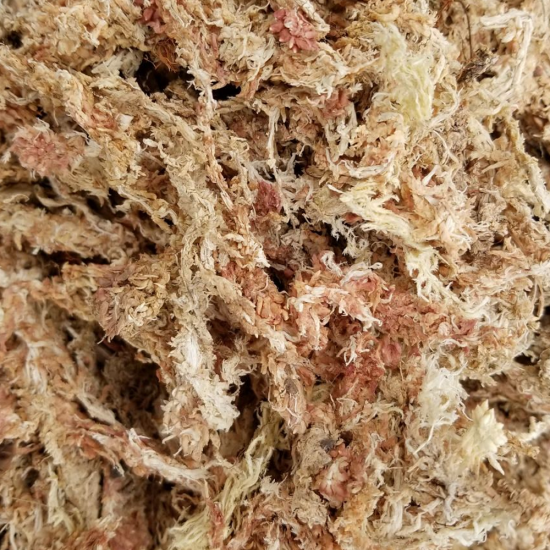 Sphagnum Fibras Largas